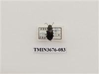 藏品(步行蟲(2))的圖片